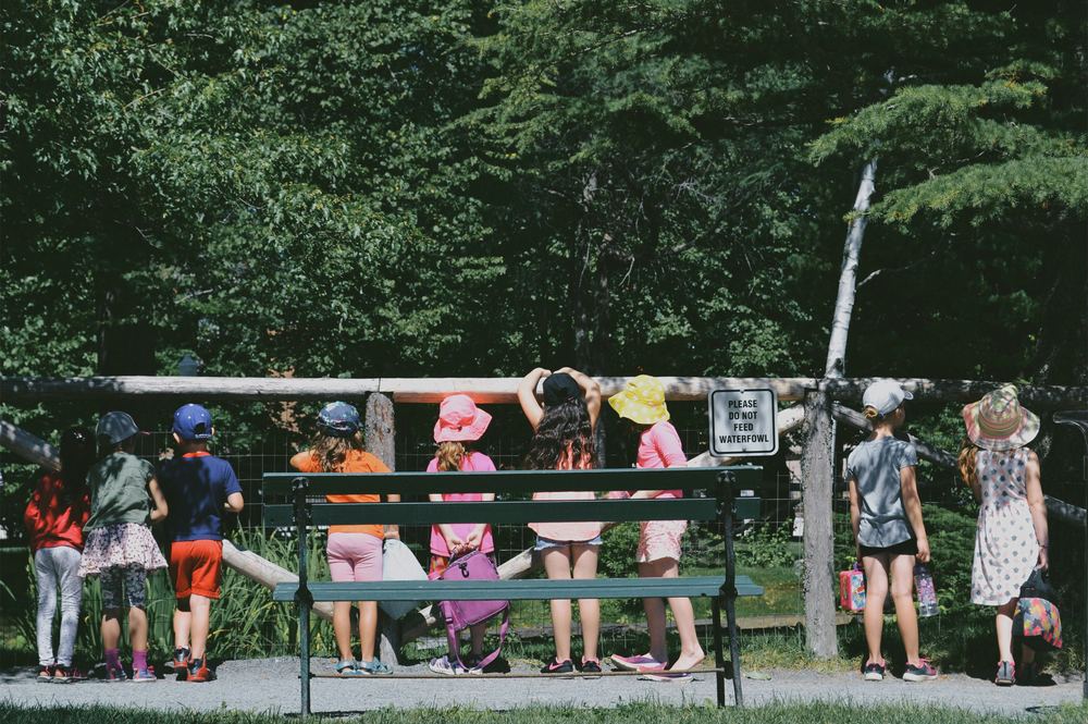 A group of children on a field trip looking over a fence into a wildlife area